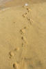 A line of footprints on the seashore.